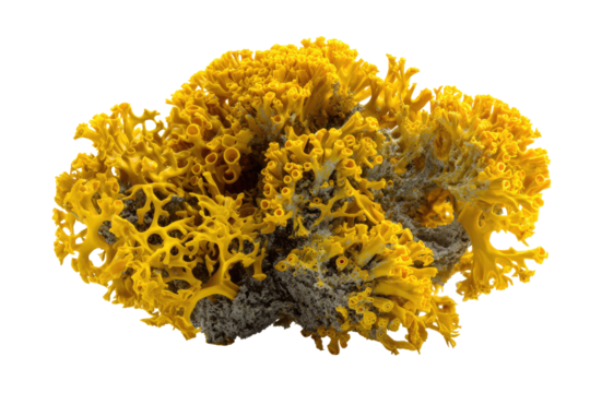 Yellow, organic, textured cluster