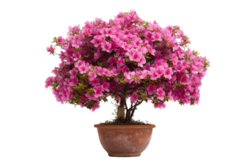 Pink Azalea bonsai in terracotta pot