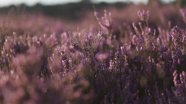 Beautiful Cineamtic Tracking Shot if Calluna vulgaris in Bloom, Slow Motion Shallow Depth of Field