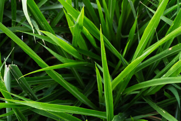 Sharp blades of dark green grass create a dense natural foliage texture background.