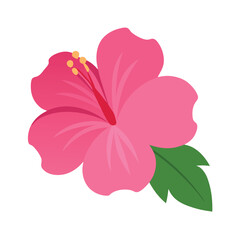 Vibrant pink hibiscus flower with a green leaf isolated on a white background