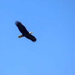 Bald Eagle with Open Wings Flying in Blue Sky for Premium Bird Object and Wildlife Concept