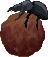 Dung beetle pushing a ball of dung, coprophagous insect working, isolated on white background