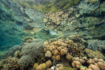 Perfect reflection of pristine corals on the surface at low tide, Raja Ampat Indonesia.