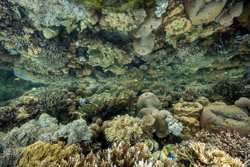 Perfect reflection of pristine corals on the surface at low tide, Raja Ampat Indonesia.