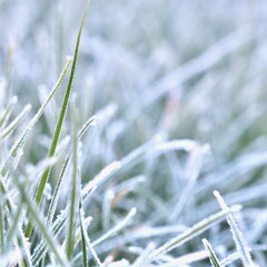 A close-up of vibrant green grass blades covered in a delicate layer of morning frost, creating a beautiful and serene winter texture with a soft, blurred background.
