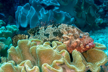 Brown marbled grouper, Epinephelus fuscoguttatus, hiding on a soft coral, Raja Ampat Indonesia.