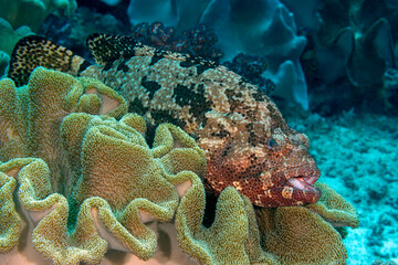 Brown marbled grouper, Epinephelus fuscoguttatus, hiding on a soft coral, Raja Ampat Indonesia.