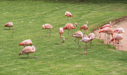 Flock of pink flamingos by the pond surrounded by tropical plants and bright green grass. Beautiful exotic birds resting, feeding, and standing on one leg in sunlight, wildlife background.