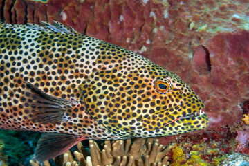 Coral grouper, Plectropomus pessuliferus, Raja Ampat Indonesia.