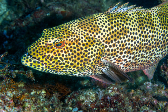 Coral grouper, Plectropomus pessuliferus, Raja Ampat Indonesia.