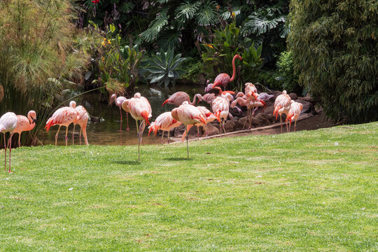 Flock of pink flamingos by the pond surrounded by tropical plants and bright green grass. Beautiful exotic birds resting, feeding, and standing on one leg in sunlight, wildlife background. - Powered by Adobe