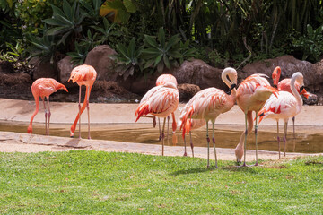 Flock of pink flamingos by the pond surrounded by tropical plants and bright green grass. Beautiful exotic birds resting, feeding, and standing on one leg in sunlight, wildlife background.