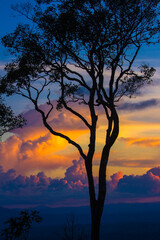 tree silhouette at sunset