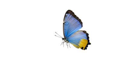 Isolated Blue Butterfly With Yellow Markings On Transparent Background