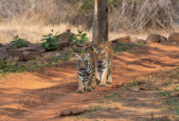 Two tigers walking on the forest road. Close up, selective focus.