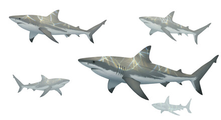 Illustration Of Five Sharks In Various Sizes On Black Background