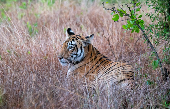 Tiger resting in the dense forest. Close up, selective focus.