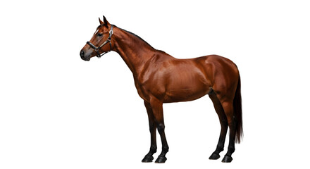 Obraz premium Isolated Brown Horse PNG Image Realistic Full Body View