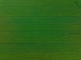  Peanut Field, Peanut plantation fields. Aerial photography