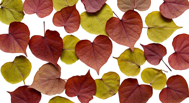 Autumn Leaves Photo Realistic Heart Shape Red Yellow - Powered by Adobe