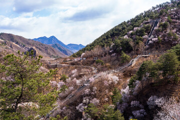 The Great Wall in spring, the mountains are full of flowers
