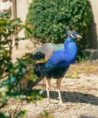 Obraz premium A colorful peacock stands proudly in a garden, showcasing its vibrant plumage. The background features lush greenery and soft sunlight.