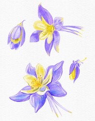Rocky Mountain columbine. Hand drawn watercolor on white