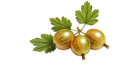 Illustration of three golden gooseberries with green leaves on transparent background