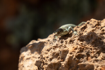 lizard on the stone