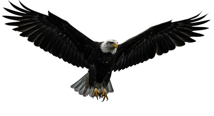 Obraz premium Isolated Eagle Flying Majestic Wildlife Bird PNG Transparent Background