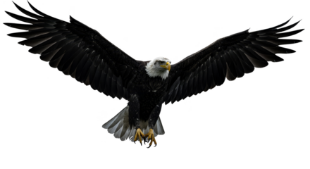 Isolated Eagle Flying Majestic Wildlife Bird PNG Transparent Background