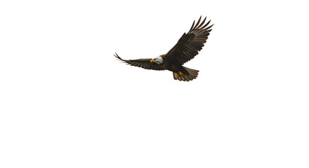 Obraz premium Isolated Eagle Flying with Black Background Realistic Photo