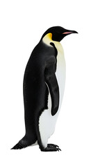 Fototapeta premium Isolated Emperor Penguin Realistic Image Black White Yellow