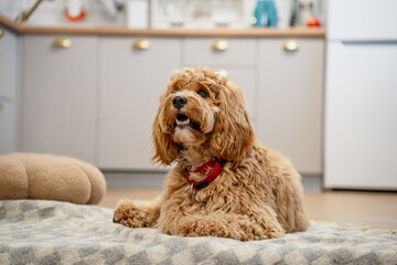 Portrait of a charming curly brown Labradoodle or goldendoodle dog in the kitchen at home