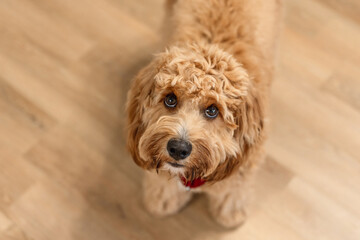 Top view Close portrait of A curly-haired brown Labradoodle or goldendoodle dog sitting on the wooden floor of a house