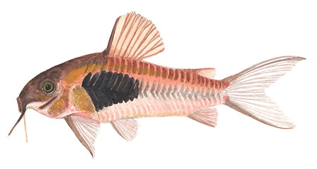 Corydoras Osteogaster Species CW097