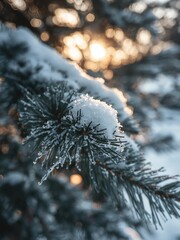 snow covered branches of pine tree 