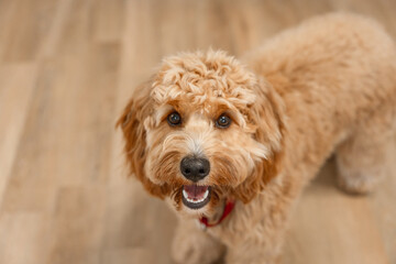 Top view Close portrait of A curly-haired brown Labradoodle or goldendoodle dog sitting on the wooden floor of a house