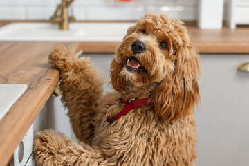 A curly-haired brown Labradoodle or goldendoodle dog is eagerly begging for food, standing on its hind legs in a kitchen
