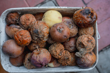 Rotten apples and lots of flies above them