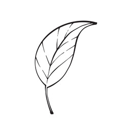 Green leaf, vector drawing in flat style on white background. Simple botanical illustration perfect for eco design, packaging, logos, nature projects, and natural product branding.