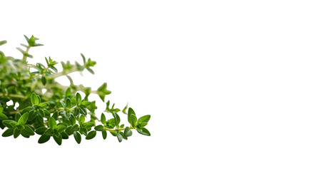 Isolated Fresh Thyme Sprigs Green Leaves Transparent Background