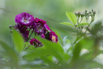 Zarte rosa Bl&uuml;ten einer Wildrose leuchten zwischen gr&uuml;nem Laub im sanften Sommerlicht. Ein poetisches Naturmotiv voller Ruhe, Farbe und Leben &ndash; ideal f&uuml;r Natur- und Gartenaufnahmen