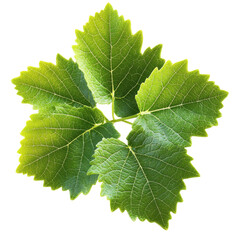 Vibrant green grapevine leaves cluster detailed veins sunlit isolated on white background