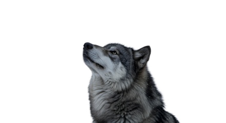 Isolated Gray Wolf Head Looking Up Gray Fur Snow Detail