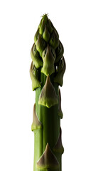 Isolated Green Asparagus Tip Macro With Water Droplets