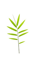 Isolated green bamboo leaf on black background photo