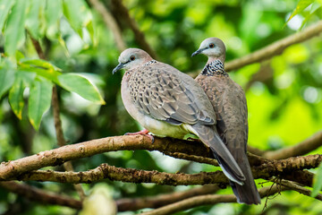 Spotted doves couple perching on tree branch
