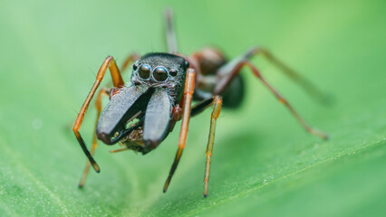 Ant-mimic jumping spider mimicking an ant on a green leaf